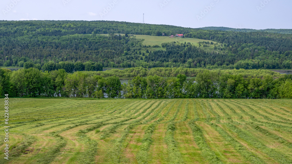 Hay lines in a cropped field