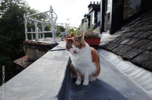cat on the roof © YOUNGMI