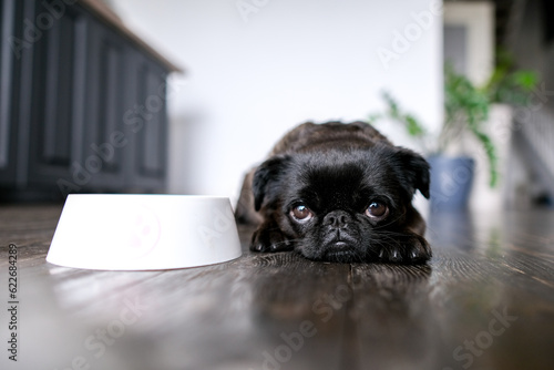 Dog food, diet. Brabancon or pug with black fur laying near bowl at home interior background. Sad and funny face with big eyes.  Pet looks sad, sick or unhappy. care and animal health concept photo