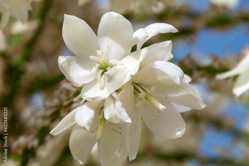 Fototapeta premium Rain drops with the sand on white flowers of Yucca Rostrata or Beaked Yucca closeup