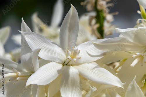 Rain drops with the sand on white flowers of Yucca Rostrata or Beaked Yucca closeup