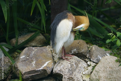 
The Javan pond heron (Ardeola speciosa) is a wading bird of the heron family, found in shallow fresh and salt-water wetlands in Southeast Asia. Vogelpark Walsrode, Germany. photo