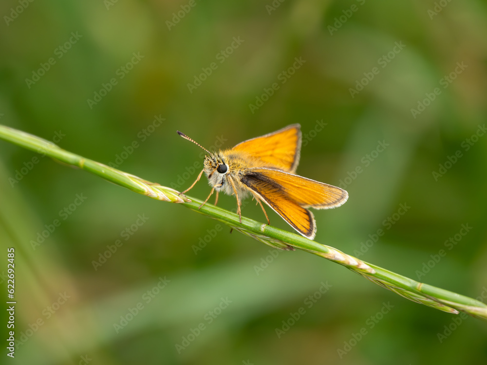 Essex Skipper Resting on a Grass Stem Essex Skipper Resting on a Grass Stem