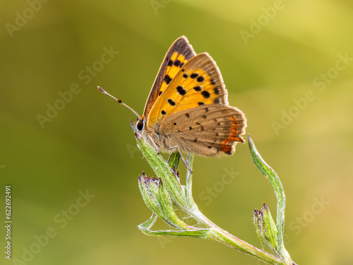 Small Cooper Butterfly Resting