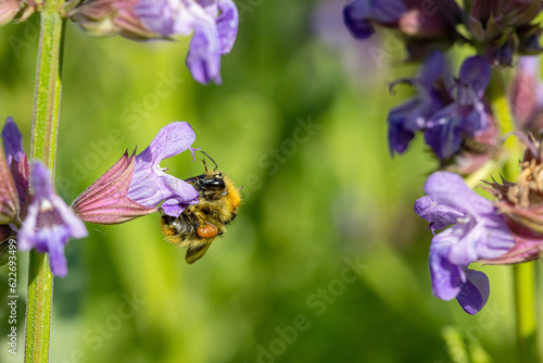 Pollinisateur - Bourdon des jardins butinant une fleur de sauge officinale