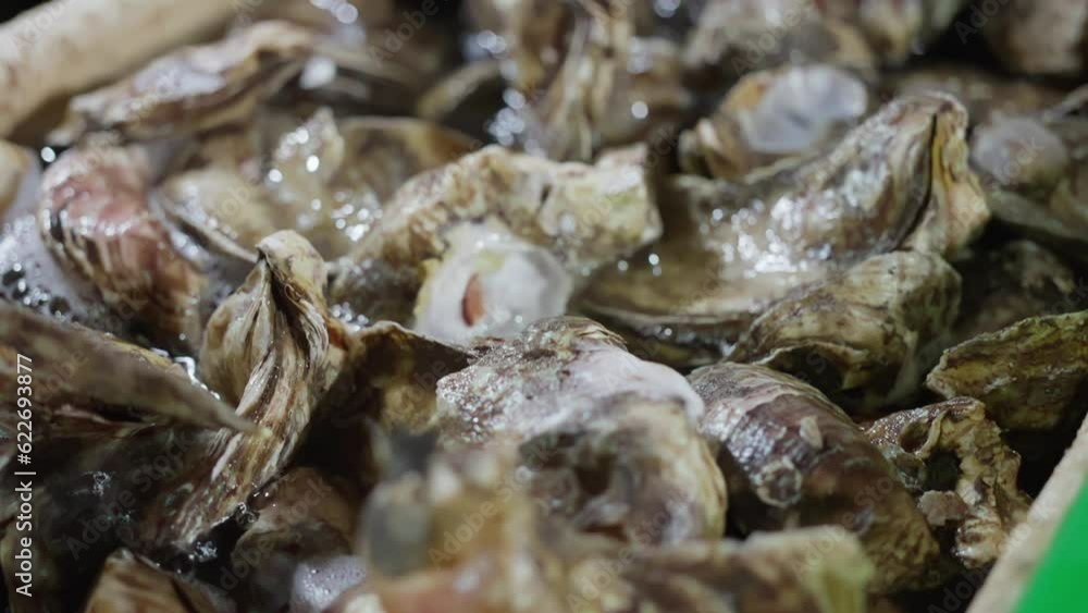 Close-up video of fresh oysters in a box at the fish market. High quality 4k footage