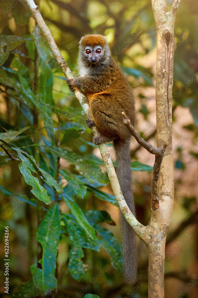 Fototapeta premium Lemur protection theme: Eastern lesser or Grey Bamboo Lemur, Hapalemur griseus, sitting on branch, eye contact, background with rays of sun in rainforest of Ranomafana National Park, Madagascar.