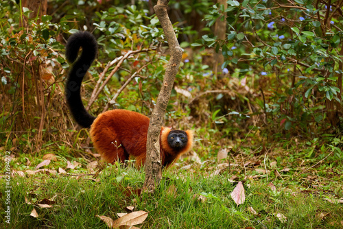 Critically endangered wildlife: attractive red colored primate, Red Ruffed Lemur, Varecia rubra on in a native rainforest, on the ground, rised tail, eye contact, traveling Masoala, Madagascar. photo