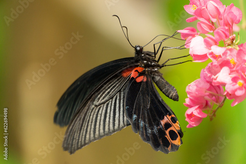 dovetail butterfly photo