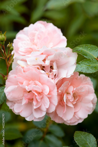 Beautiful blooming pink peony flowers in garden, closeup