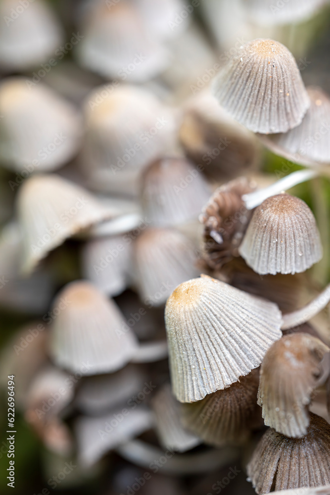 Little mushrooms (Coprinus disseminatus) in the forest, autumn, macro photography Little mushrooms (Coprinus disseminatus) in the forest, autumn, macro photography