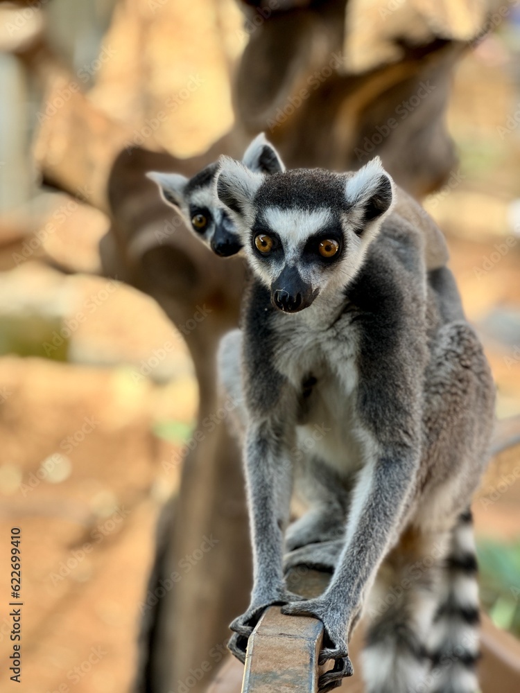 Obraz premium ring lemur