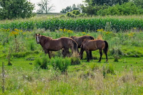 Three Horses Grazing In Pasture In Summer Near A Cornfield