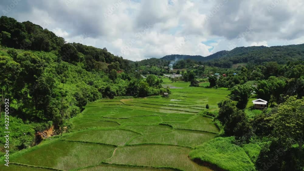Valley of Abundance: Majestic Rice Fields Embracing Nature's Bounty. Valley of Abundance: Majestic Rice Fields Embracing Nature's Bounty.