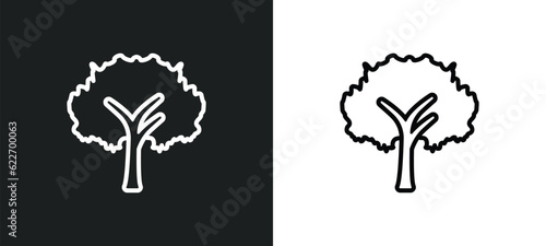 black walnut tree outline icon in white and black colors. black walnut tree flat vector icon from nature collection for web, mobile apps and ui.