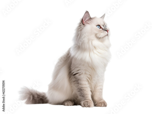 Cute Ragdoll cat isolated on transparent background.