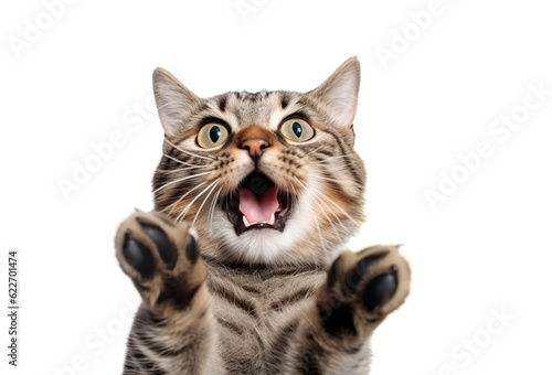 Funny portrait of a cat looking shocked or surprised on a transparent background with its paw up.