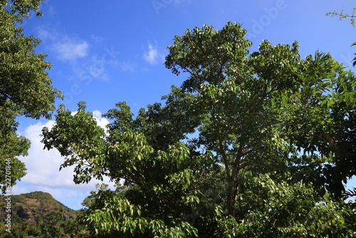 Manchineel tree (Hippomane mancinella) species in the Caribbean. Dangerous toxic tree. All parts of the tree are poisonous or toxic. photo
