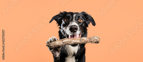 Satisfied dog holds a natural bone in his mouth on an orange background.