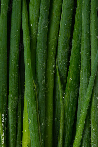 Green onion leves with water drops macro photography
