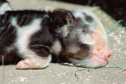 sleeping baby pig