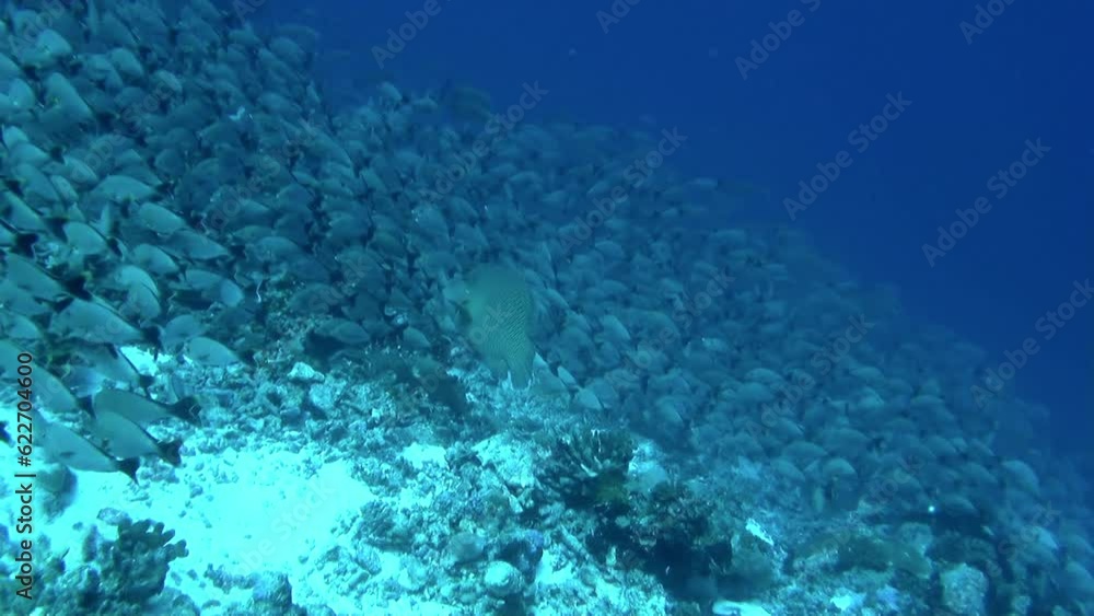 I was completely mesmerized by school of fish swimming underwater. Islands of French Polynesia have rich history, with evidence of human settlement dating back over. I was completely mesmerized by school of fish swimming underwater. Islands of French Polynesia have rich history, with evidence of human settlement dating back over.