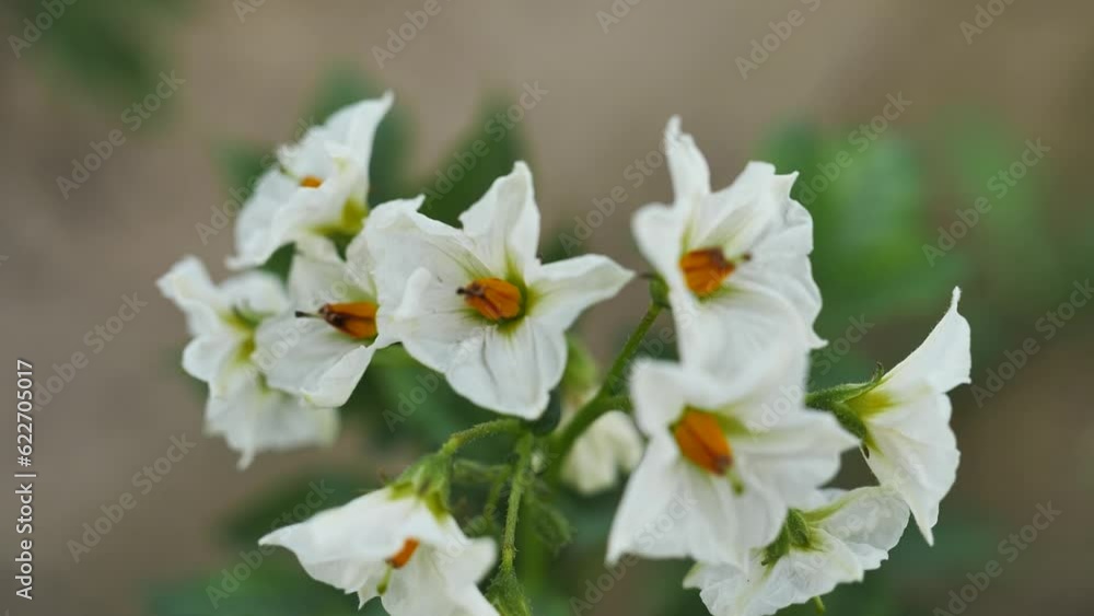 Close-up of white potato flowers in cloudy day in the field, slow motion Close-up of white potato flowers in cloudy day in the field, slow motion