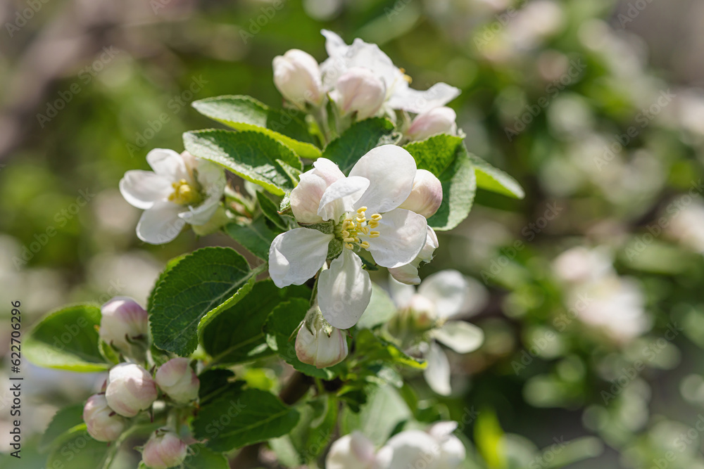 Blooming apple tree in the garden. Spring seasonal of growing plants. Gardening concept