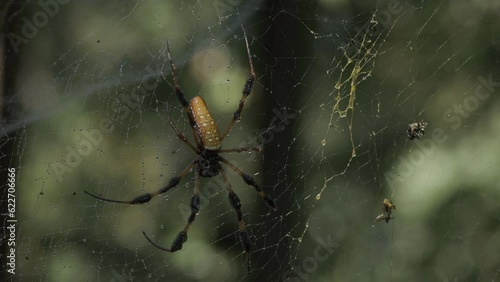 Wallpaper Mural GOLDEN ORB SPIDER IN HER WEB Torontodigital.ca