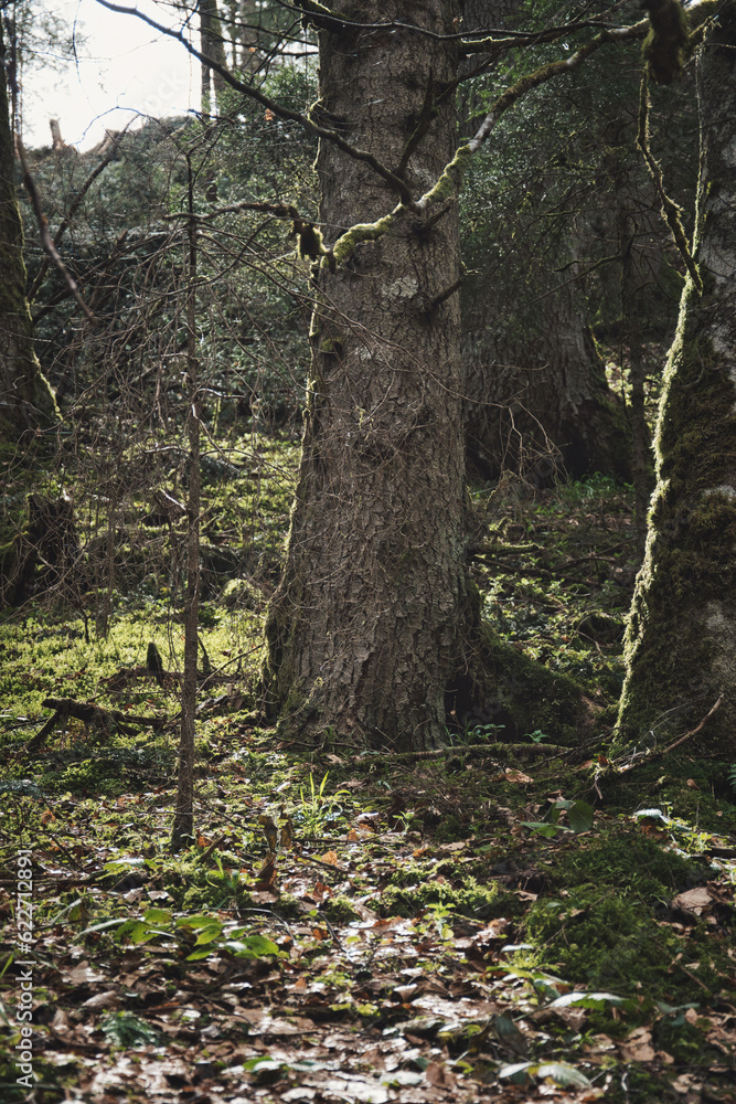 Naklejka premium Vertical shot of trees in the Black forest. Ravenna Gorge, Germany