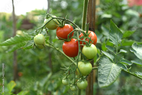 tomatoes in the garden. red tomatoes on a plant