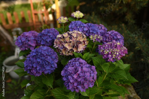 hydrangea flowers in the garden