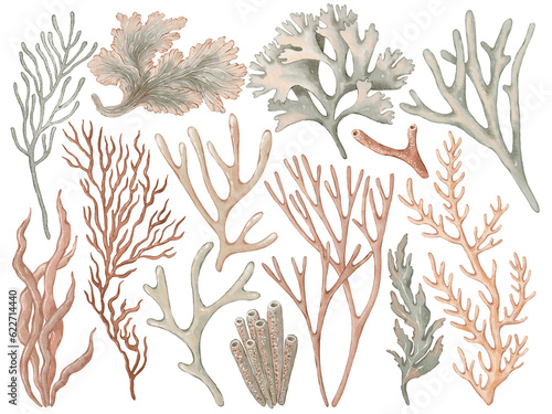 
Seaweed and coral kit in watercolor style isolated on white. Hand-drawn watercolor illustration on transparent background for your design