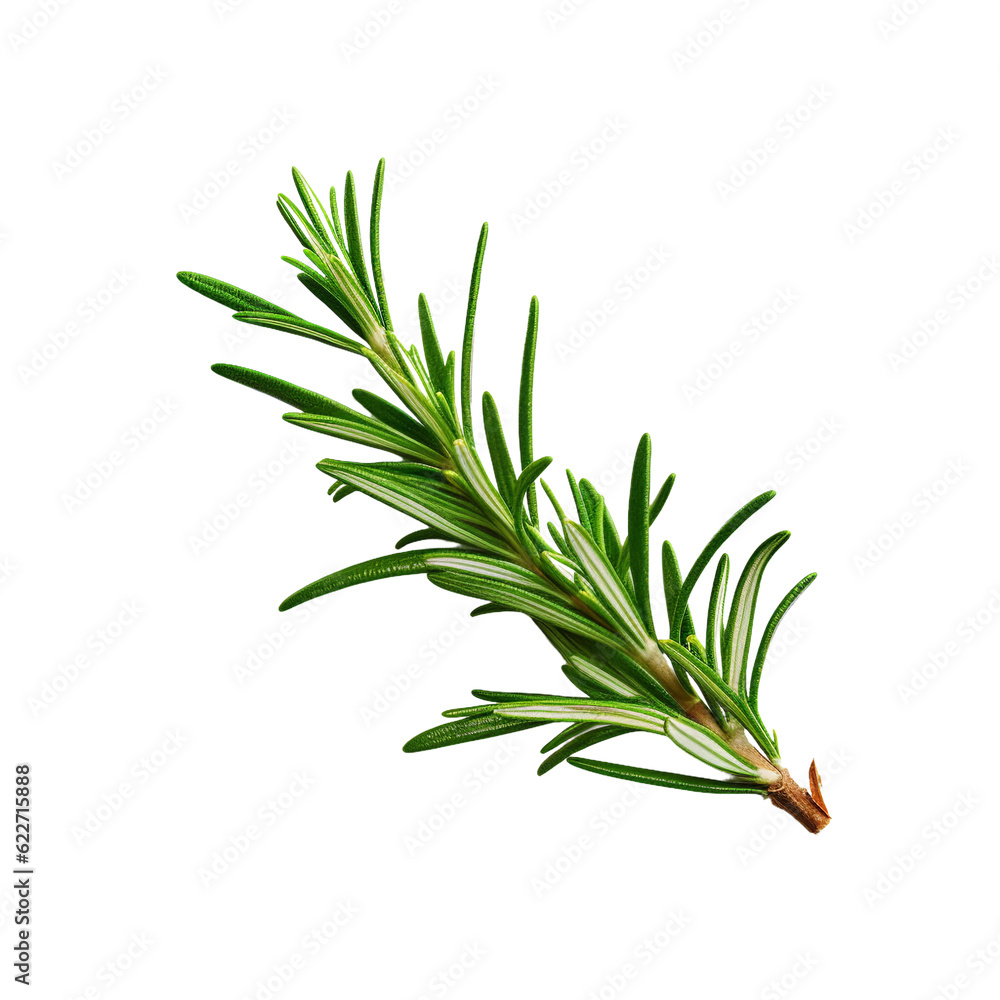 Fototapeta premium Rosemary sprig. isolated object, transparent background