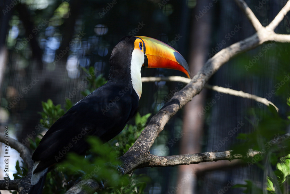 Obraz premium The toco toucan bird on the wood tree