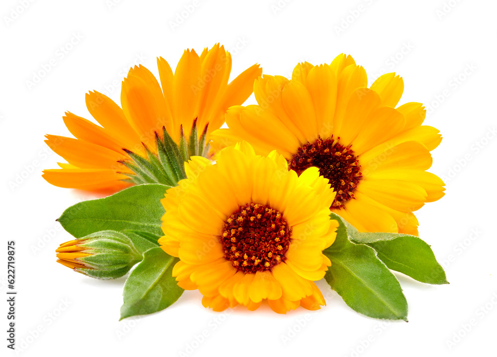 Calendula. Flowers isolated on white background. Calendula. Flowers isolated on white background.