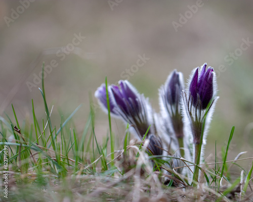rare spring flowers. Pulsatilla pratensis