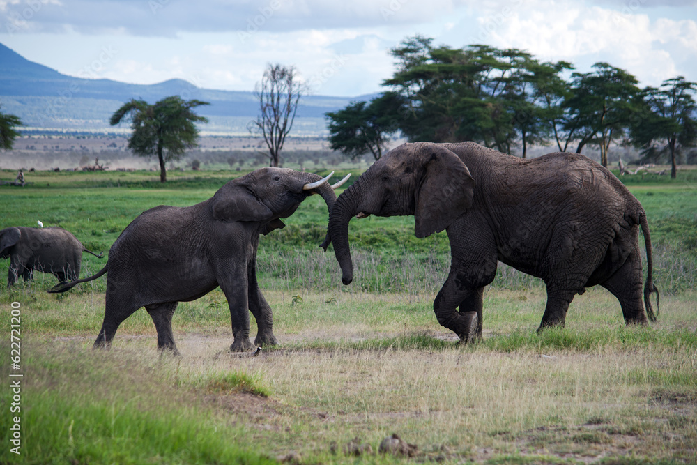 Fototapeta premium Elephants fighting