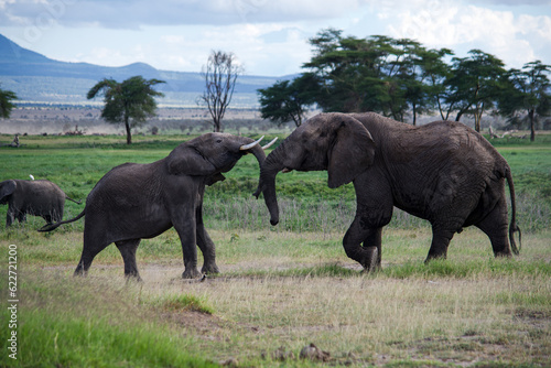 Elephants fighting 