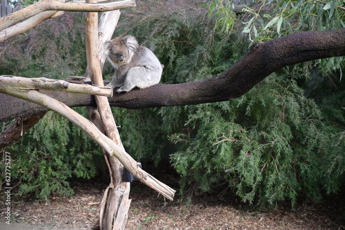 Photography A scenery with koala