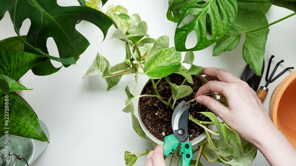 Woman looks after plants, cuts off dry leaves with secatore on white table. Concept of home