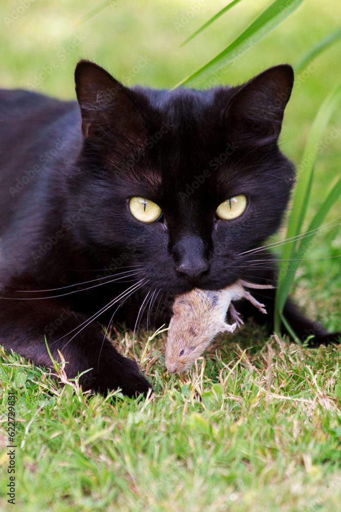 Chat noir avec souris