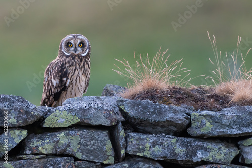 Juvenile short-eared owl (Asio flammeus) on a stone wall at sunset, Perthshire, Scotland photo