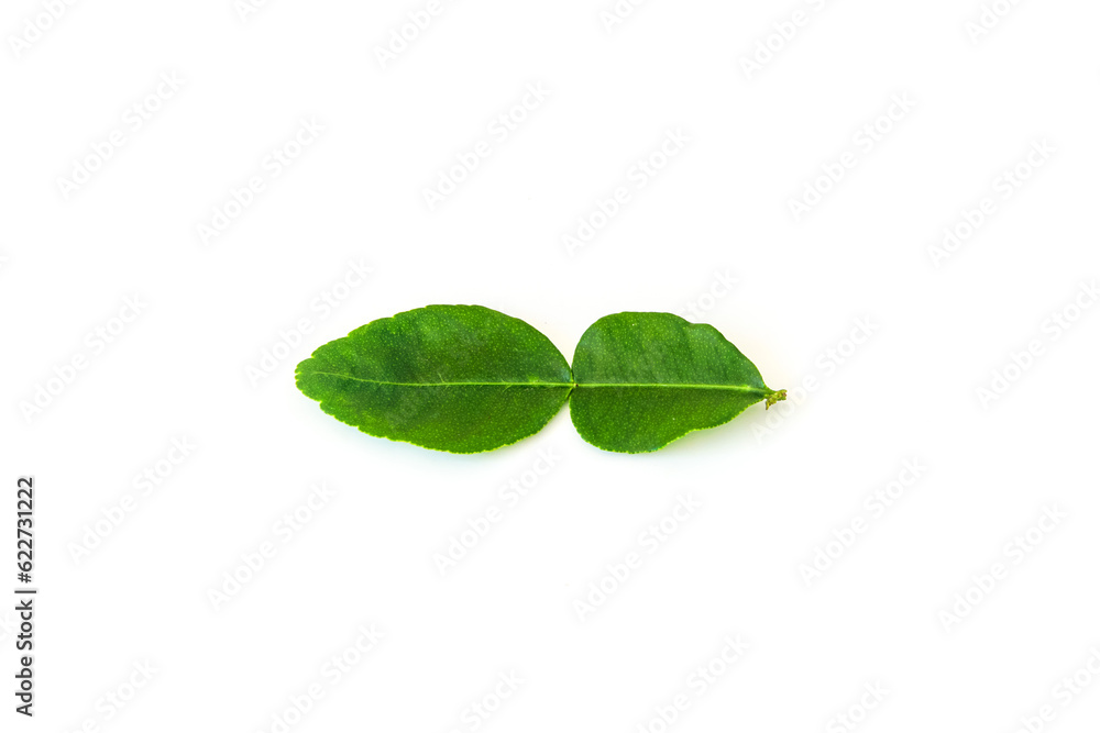kaffir lime leaves on a white background kaffir lime leaves on a white background