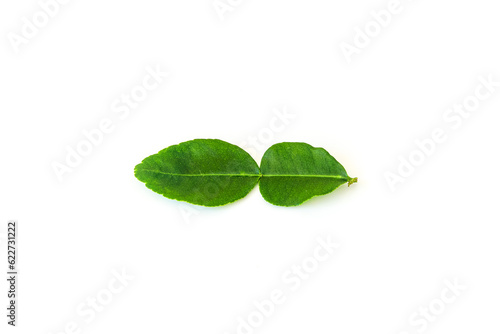 kaffir lime leaves on a white background