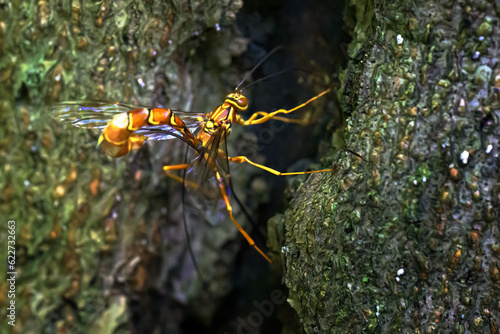 An Ichneumon Wasp on the side of a tree at Chenango State Park in Upstate NY.  Scary insect but harmless.  photo