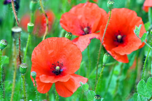 Poppy flowers (Papaver rhoe...
