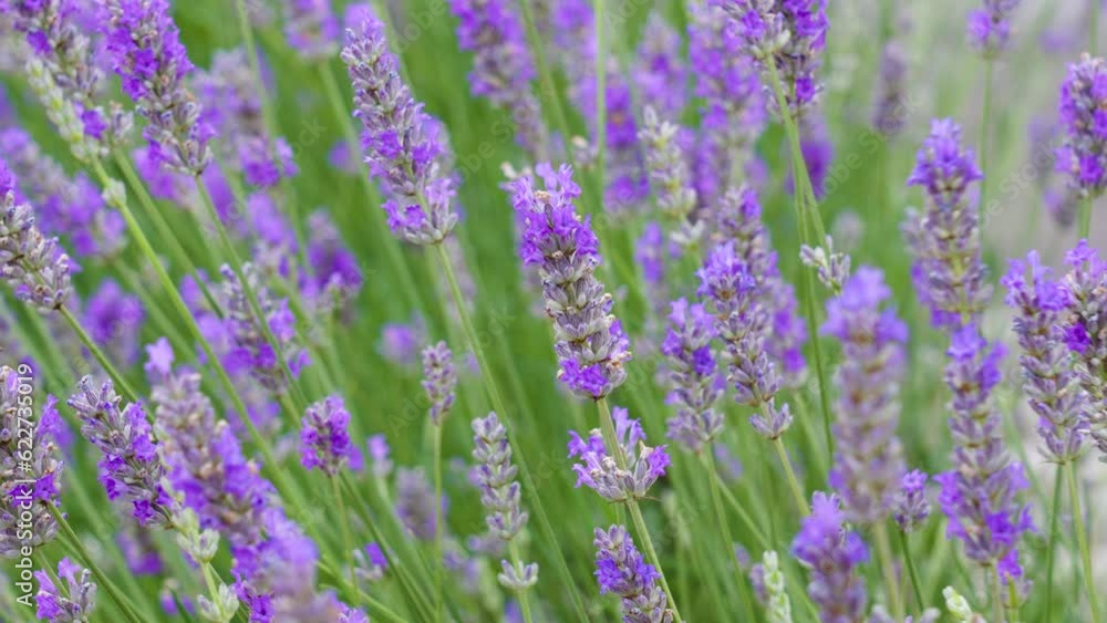 Lavender flowers in a field close up. Lavandula angustifolia blooming plant Lavender flowers in a field close up. Lavandula angustifolia blooming plant