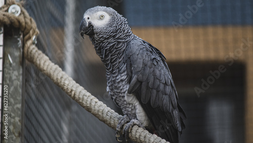 African gray parrot sitting on a cage.