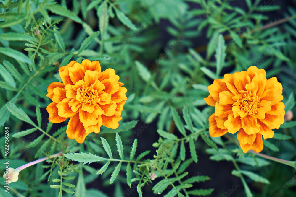 French marigolds, flowers. Close-up. French marigolds, flowers. Close-up.